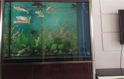 誰家裡養魚|新手養魚知識